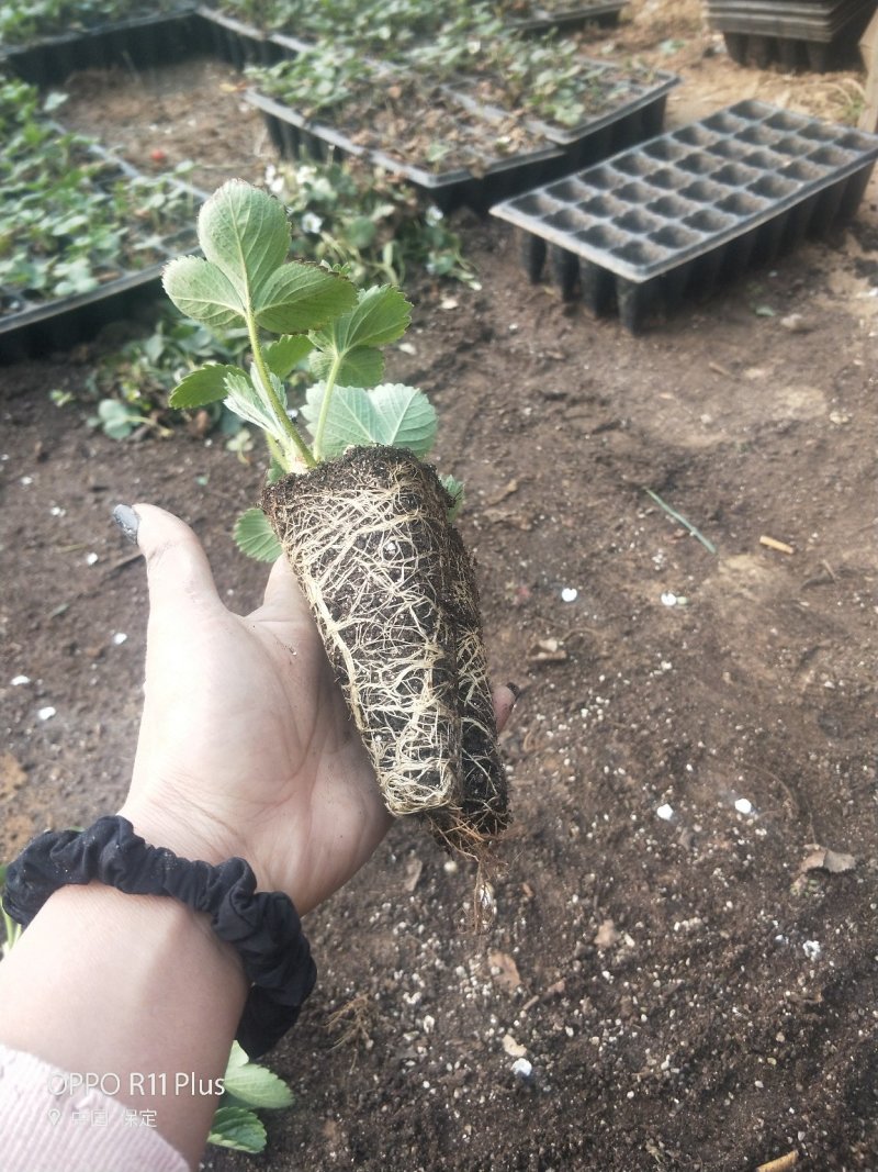二代脱毒草莓苗