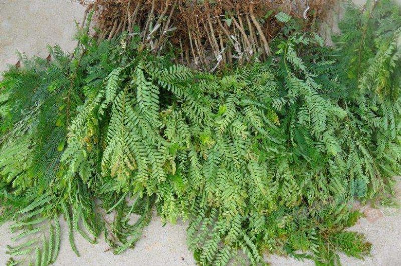 广西余甘果油甘果嫁接树苗
