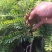 广西余甘果油甘果嫁接树苗
