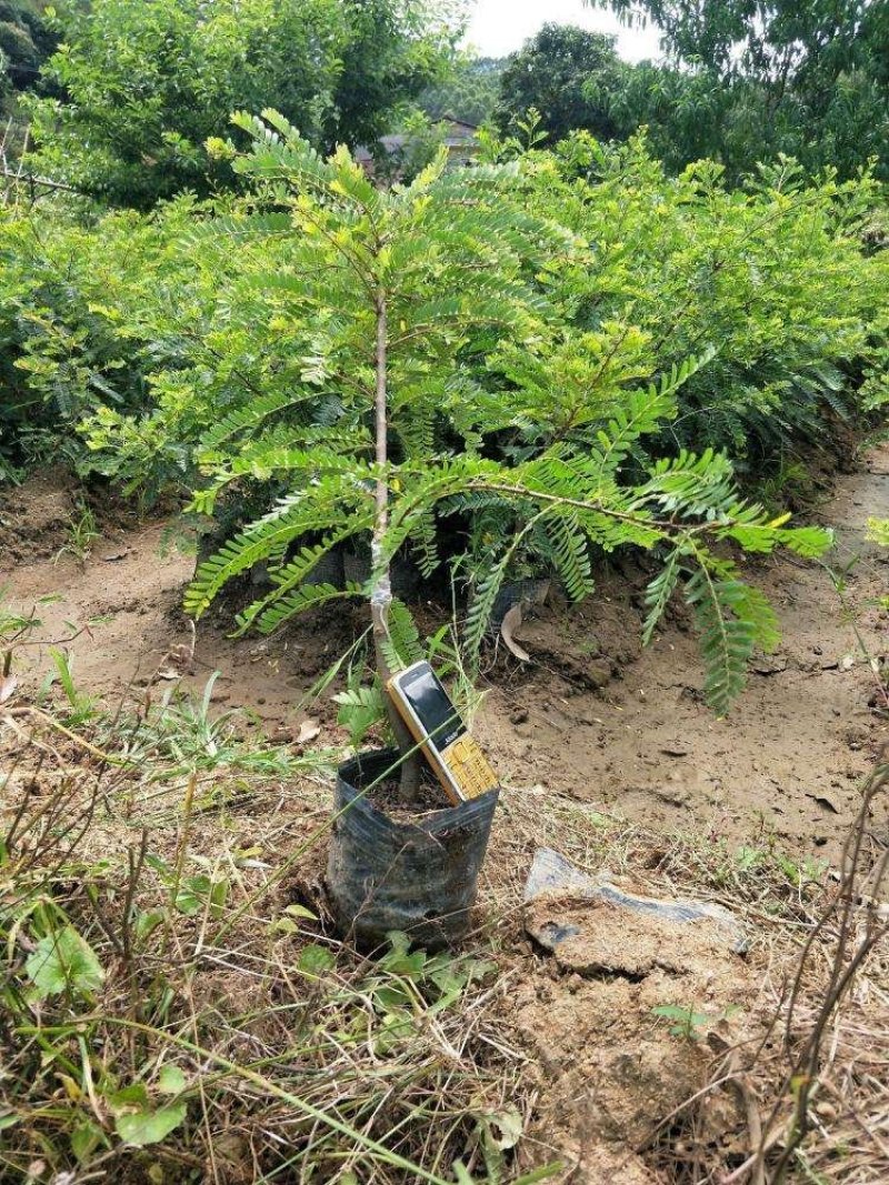广西余甘果油甘果嫁接树苗
