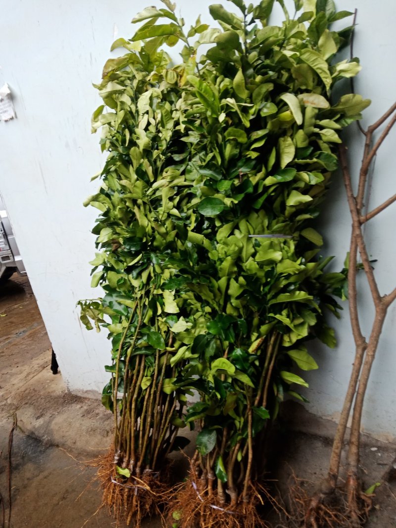 三红蜜柚，贯溪蜜柚，沙田柚现挖现发，1-3年苗品种有保证