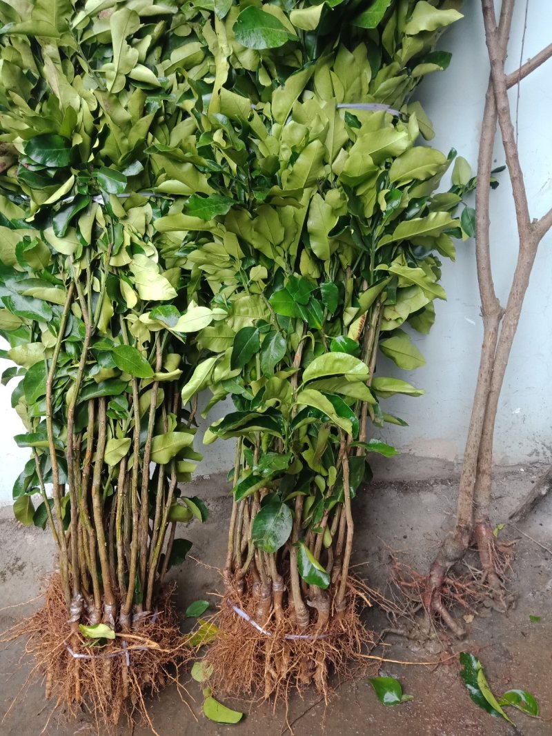 三红蜜柚，贯溪蜜柚，沙田柚现挖现发，1-3年苗品种有保证