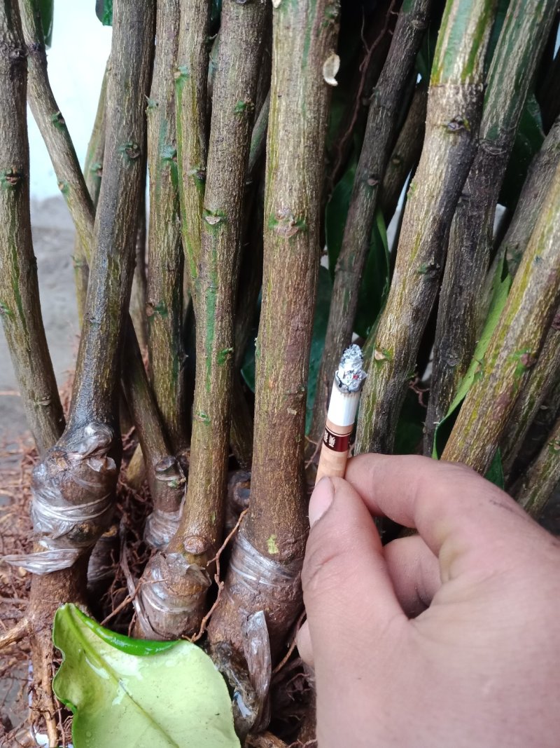 三红蜜柚，贯溪蜜柚，沙田柚现挖现发，1-3年苗品种有保证
