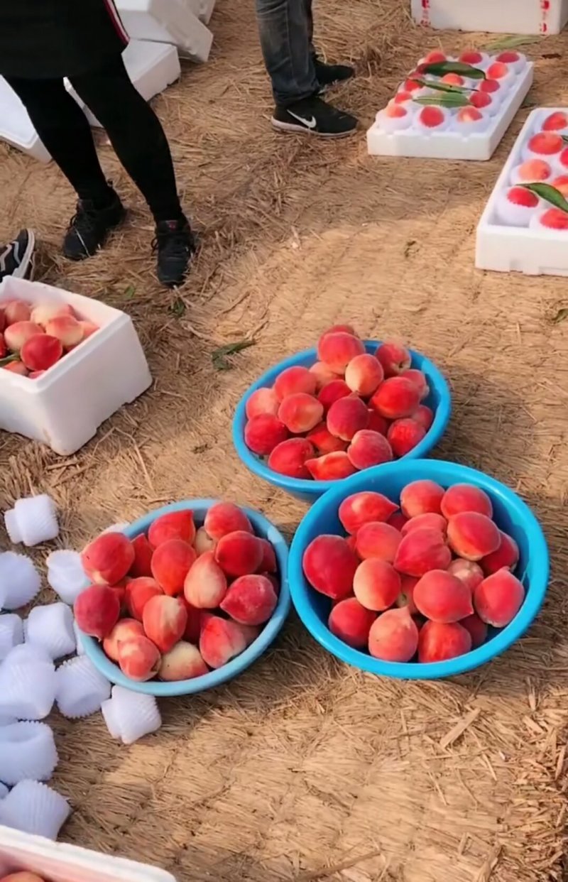 【推荐】春雪水蜜桃，质量保证产地直销承接商超批发全国