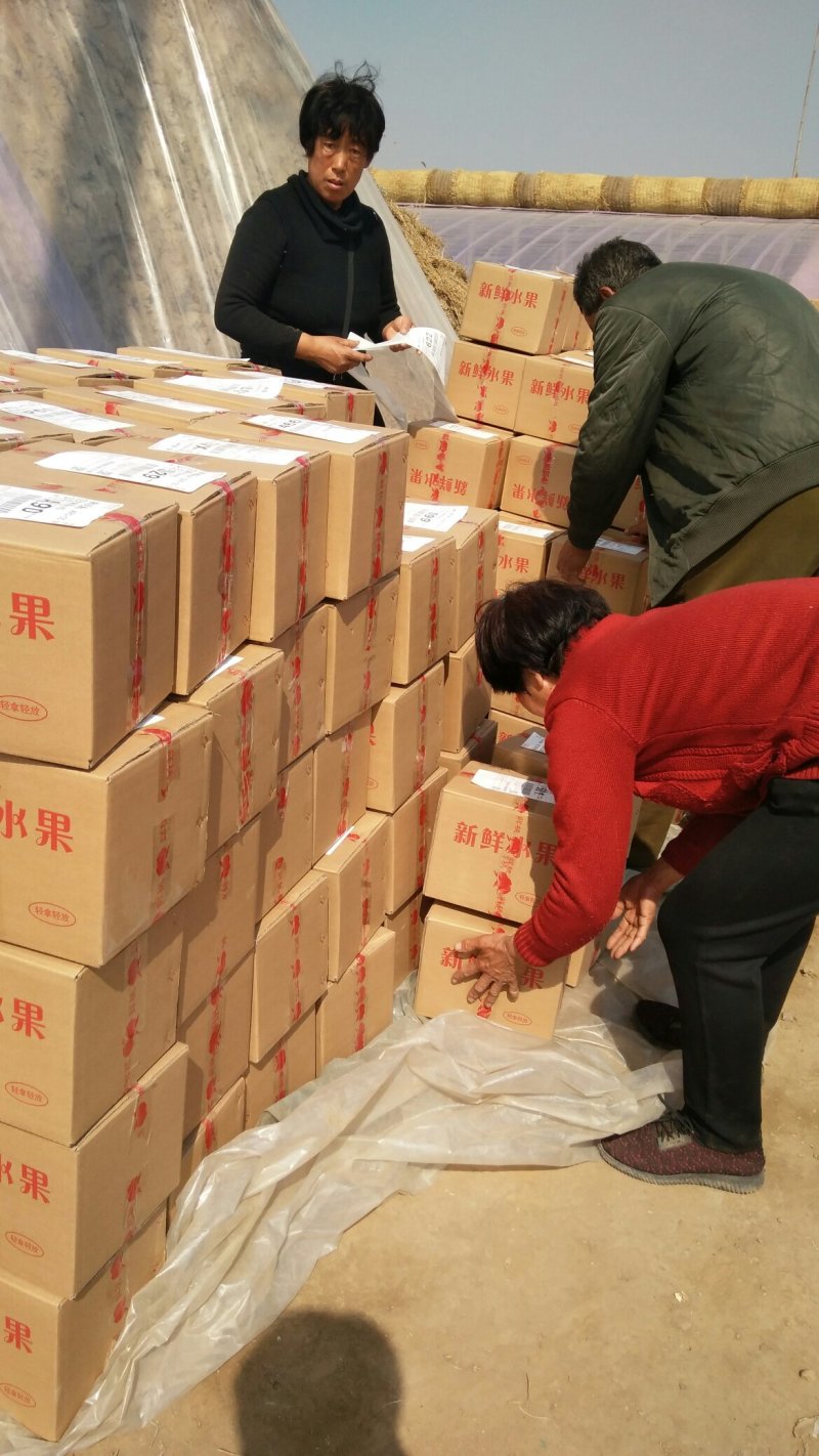 【推荐】春雪水蜜桃，质量保证产地直销承接商超批发全国