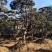 造型油松