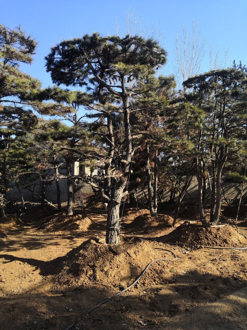 造型油松