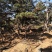 造型油松