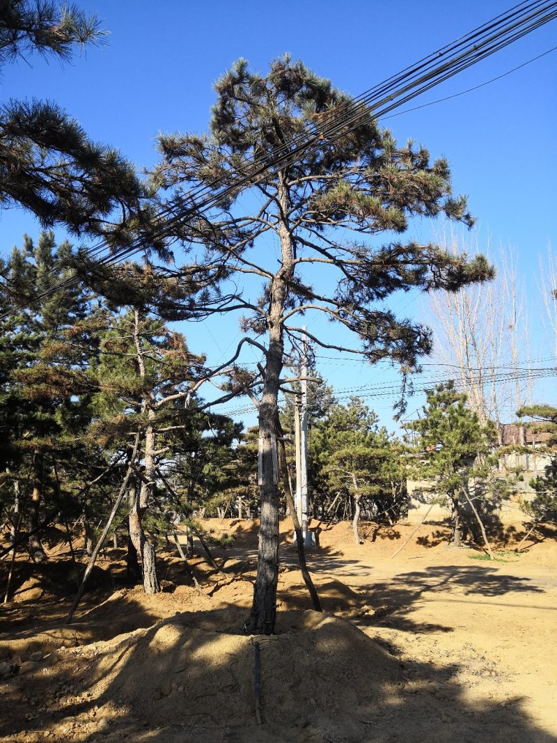 造型油松
