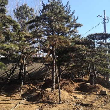 造型油松