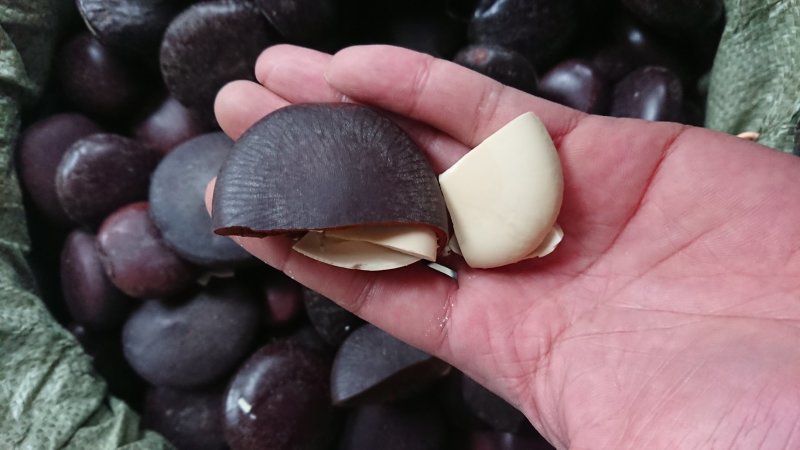 阴阳子过江龙子（走批发）