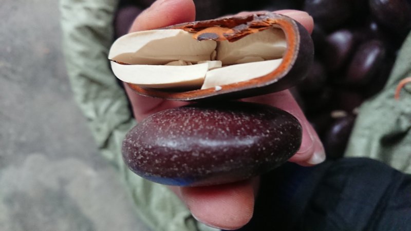 阴阳子过江龙子（走批发）
