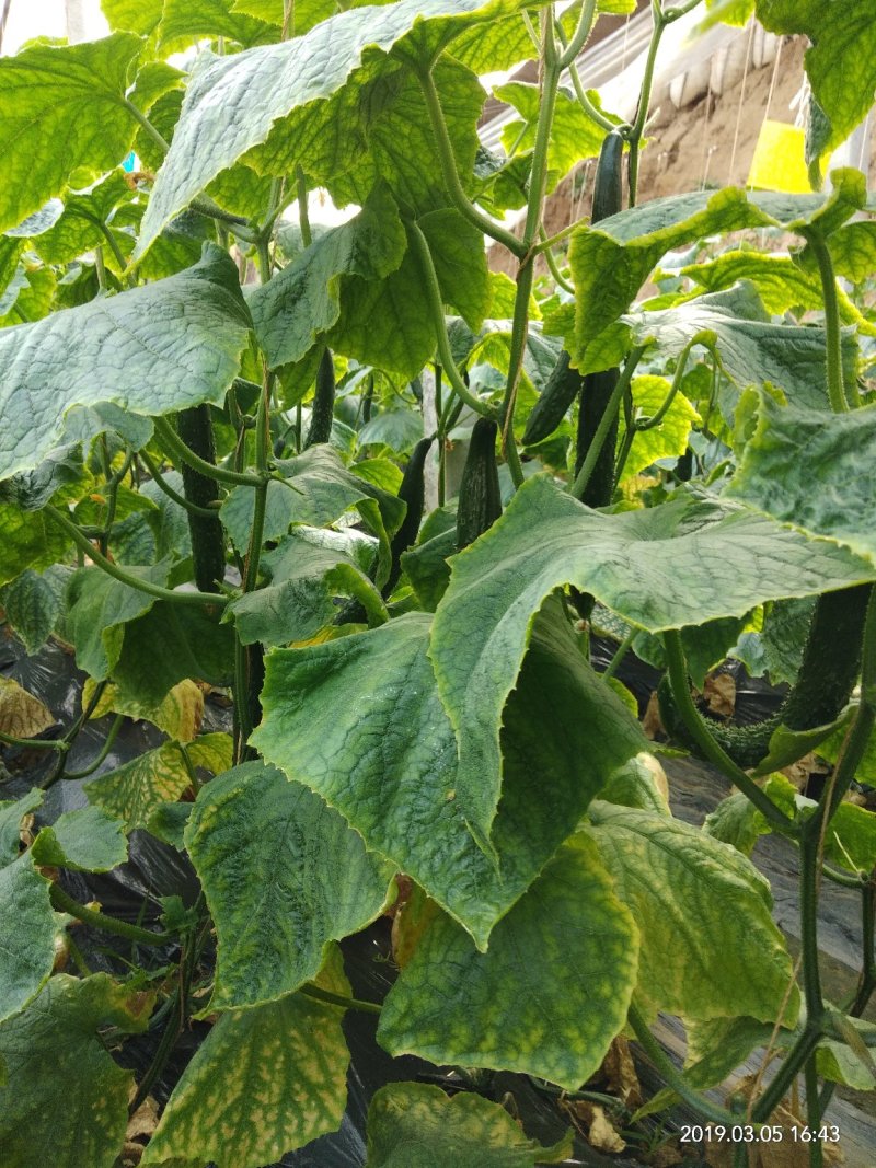黄瓜