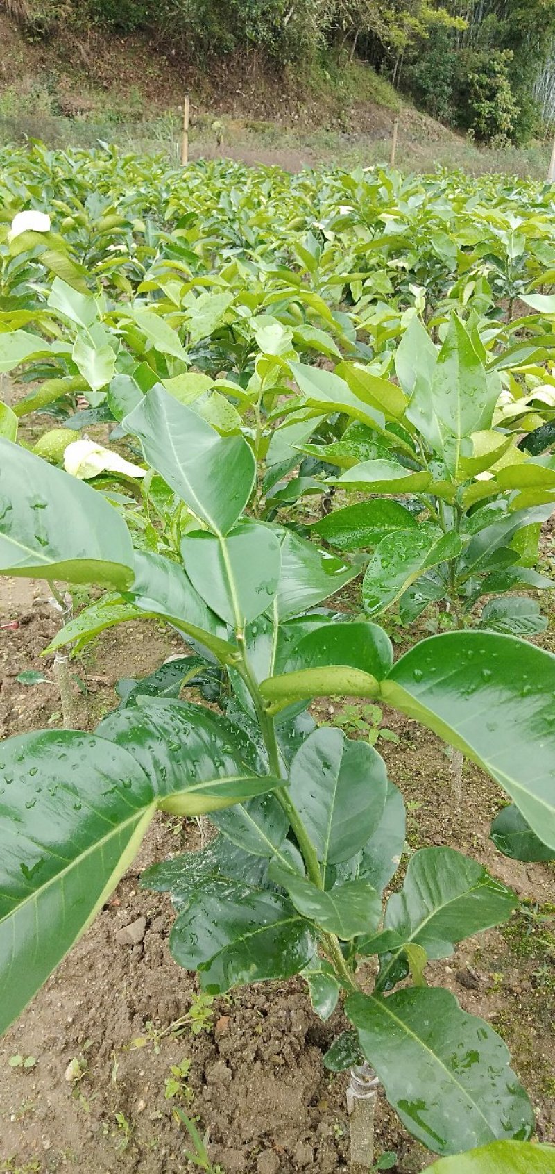 三红蜜柚苗一年苗，