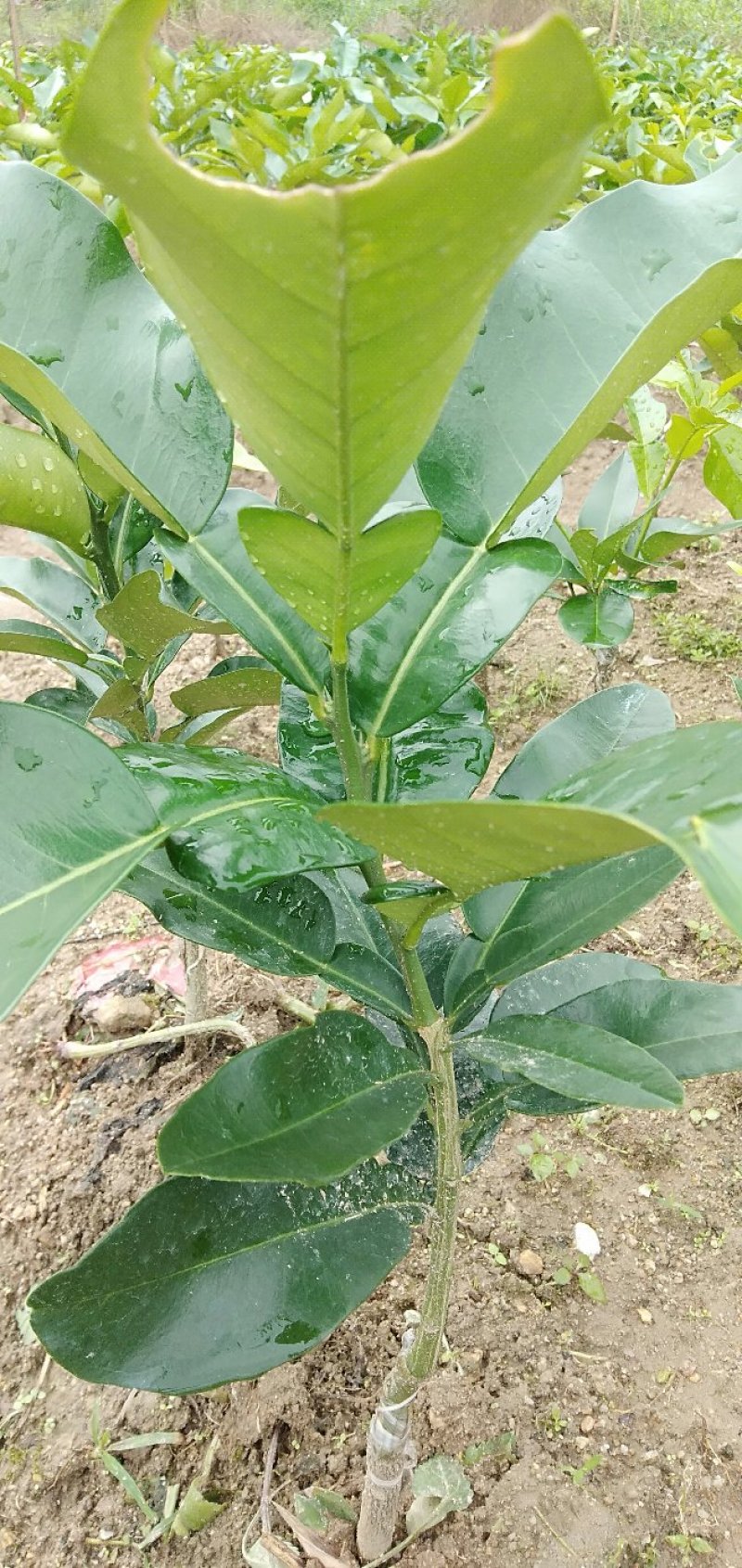 三红蜜柚苗一年苗，