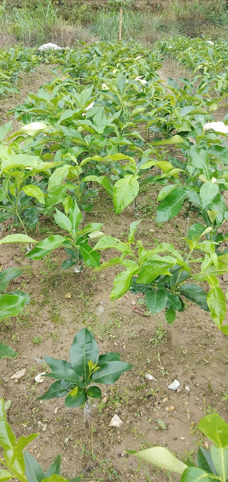 三红蜜柚苗一年苗，