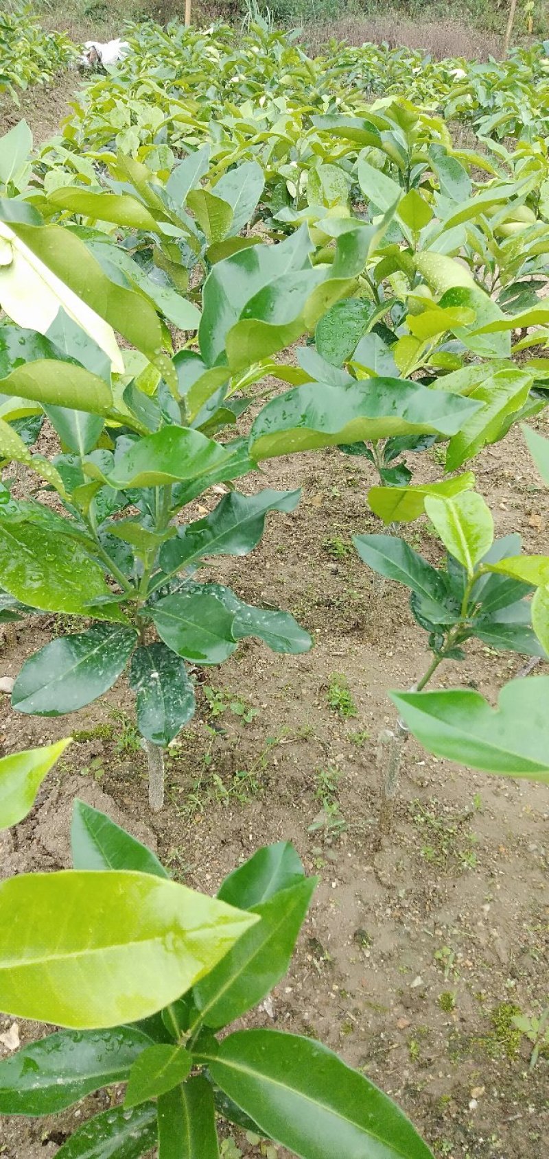 三红蜜柚苗一年苗，
