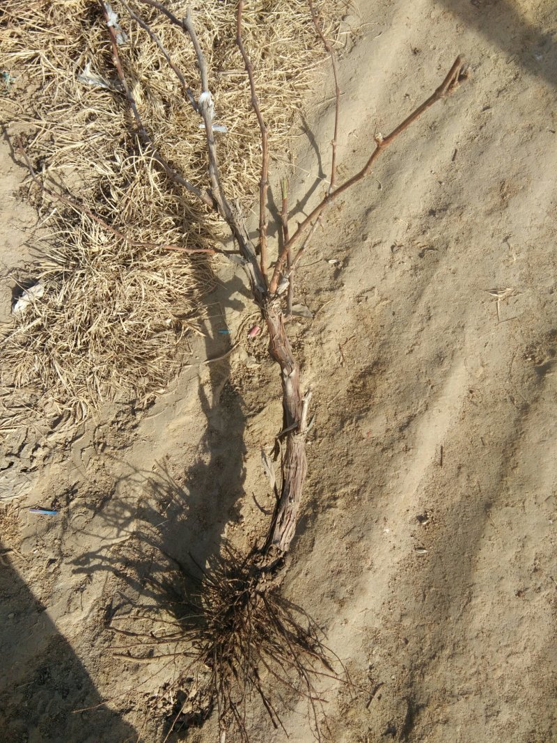 占地葡萄树，绿化工程，淘宝，拼多多专用保质保量