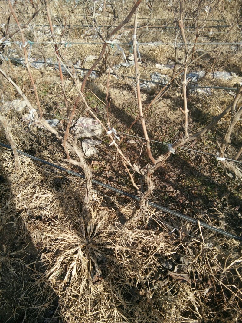 占地葡萄树，绿化工程，淘宝，拼多多专用保质保量