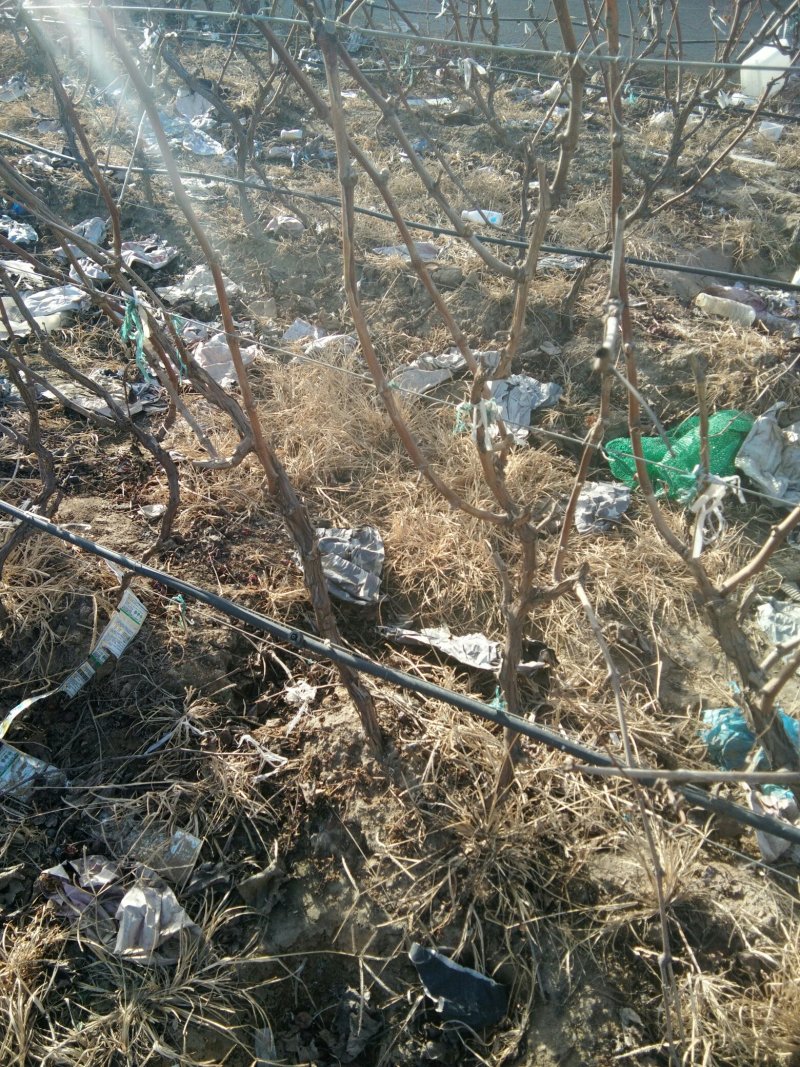 占地葡萄树，绿化工程，淘宝，拼多多专用保质保量