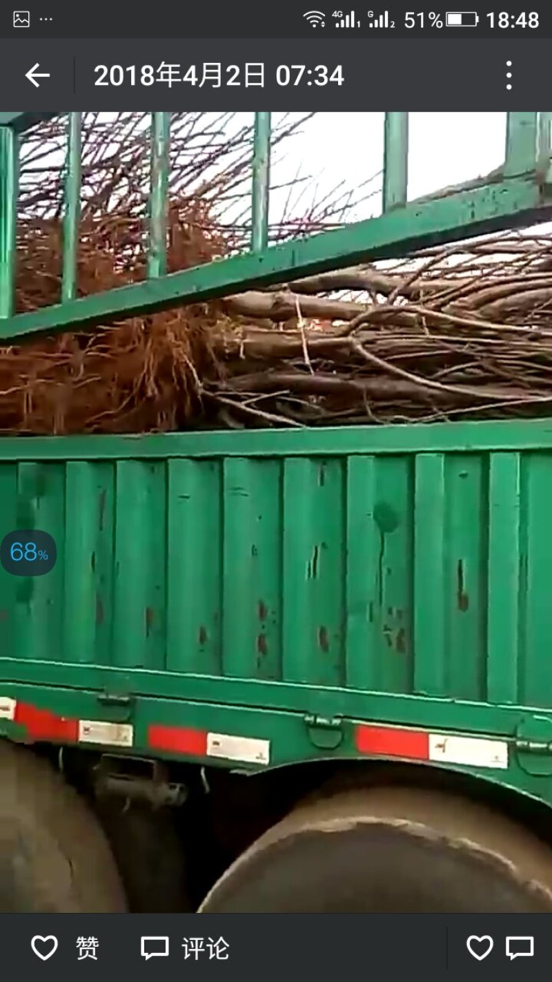 樱桃树