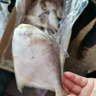 鲳鱼