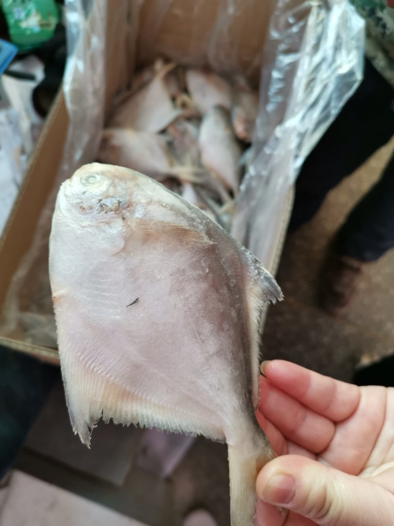 鲳鱼