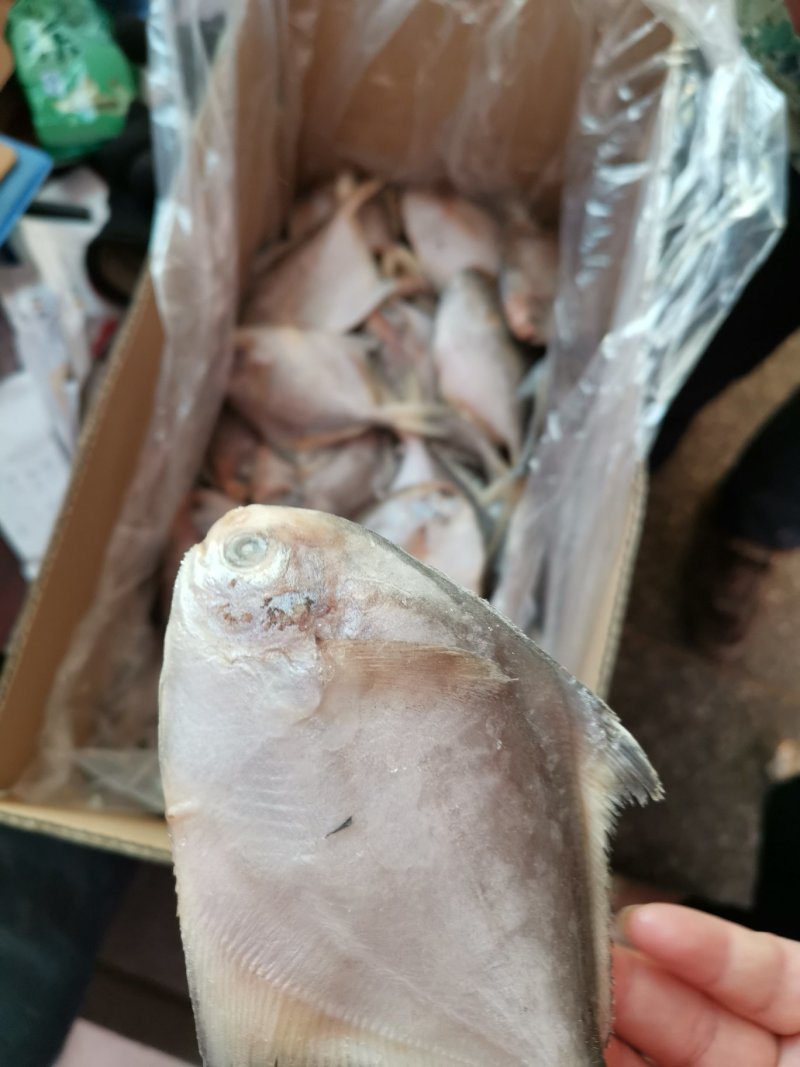 鲳鱼