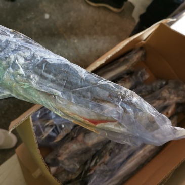 破肚鲅鱼