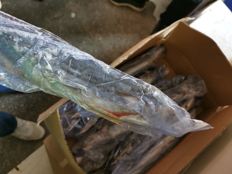 破肚鲅鱼