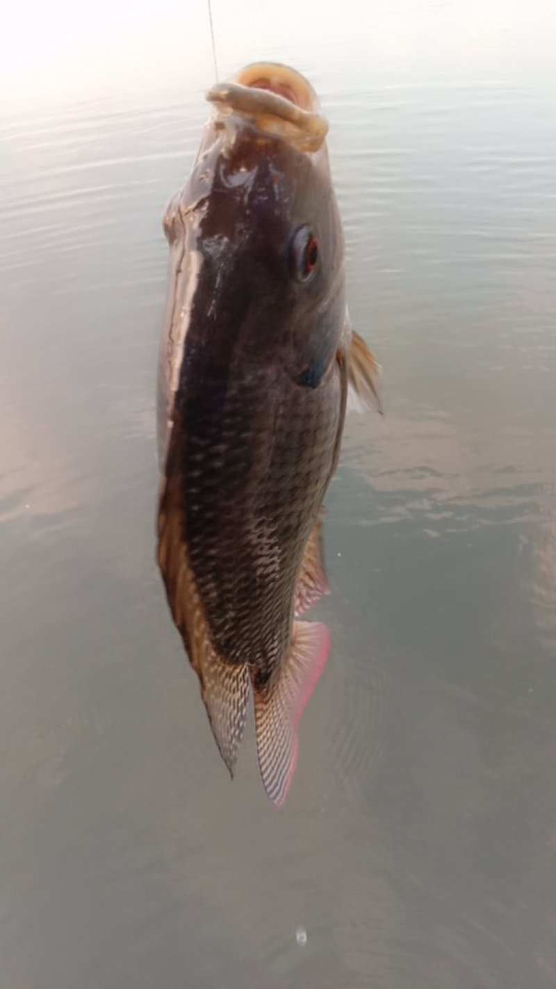 海南罗飞，流动水养殖，肉质鲜美，鲜甜，大量出售，不臭泥味