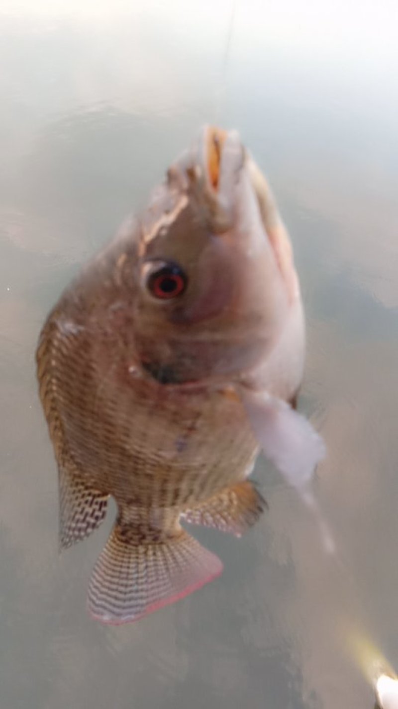 海南罗飞，流动水养殖，肉质鲜美，鲜甜，大量出售，不臭泥味