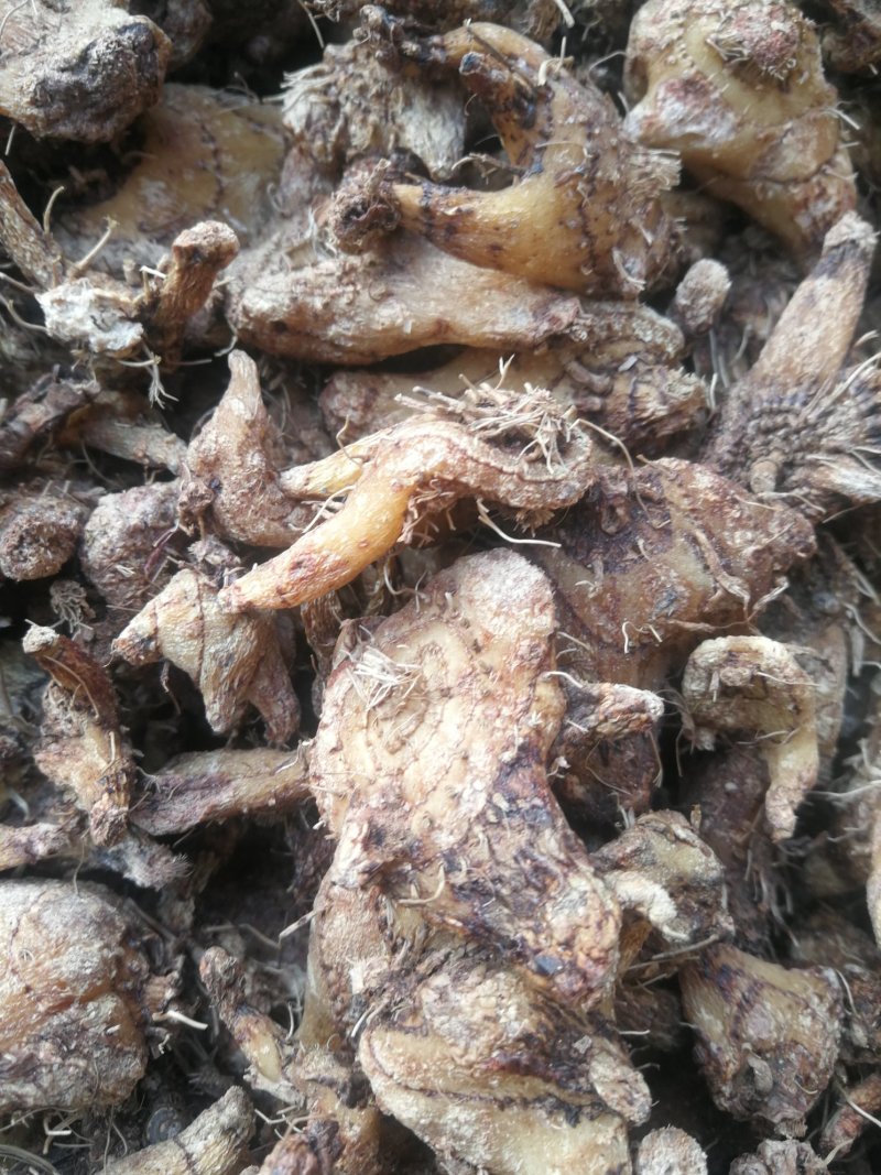 白芨紫花白芨白芨白芨