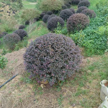 红继木球