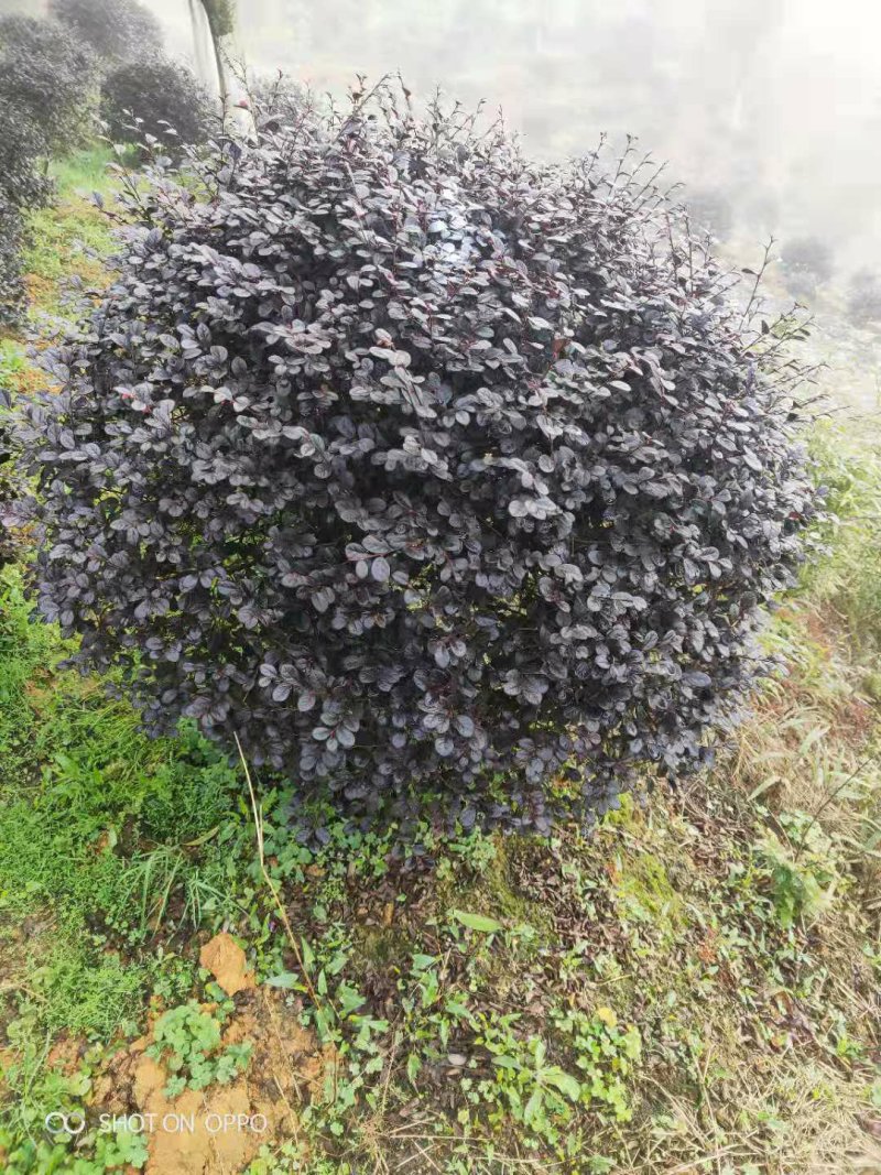 红继木球