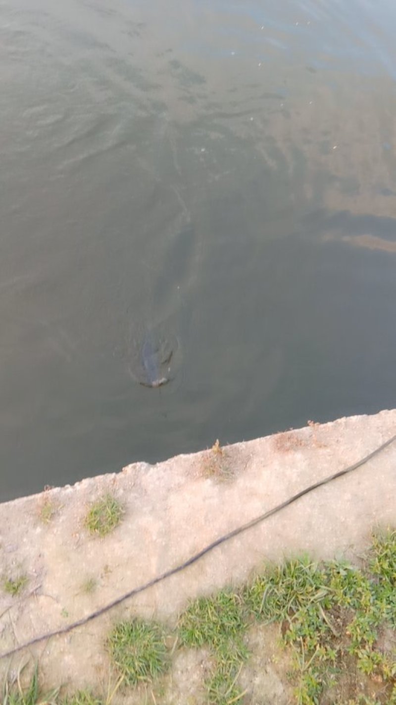 海南罗飞，流动水养殖，肉质鲜美，鲜甜，大量出售，不臭泥味