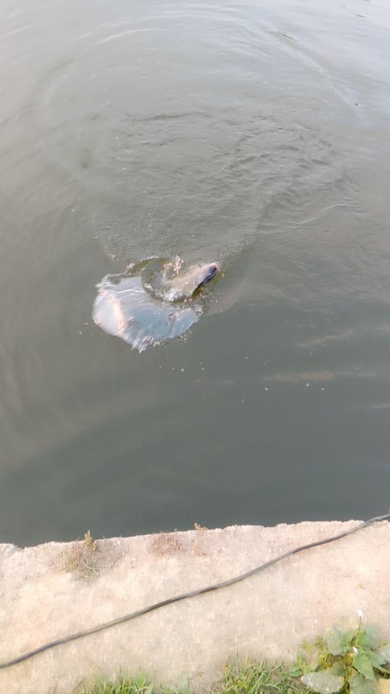 海南罗飞，流动水养殖，肉质鲜美，鲜甜，大量出售，不臭泥味