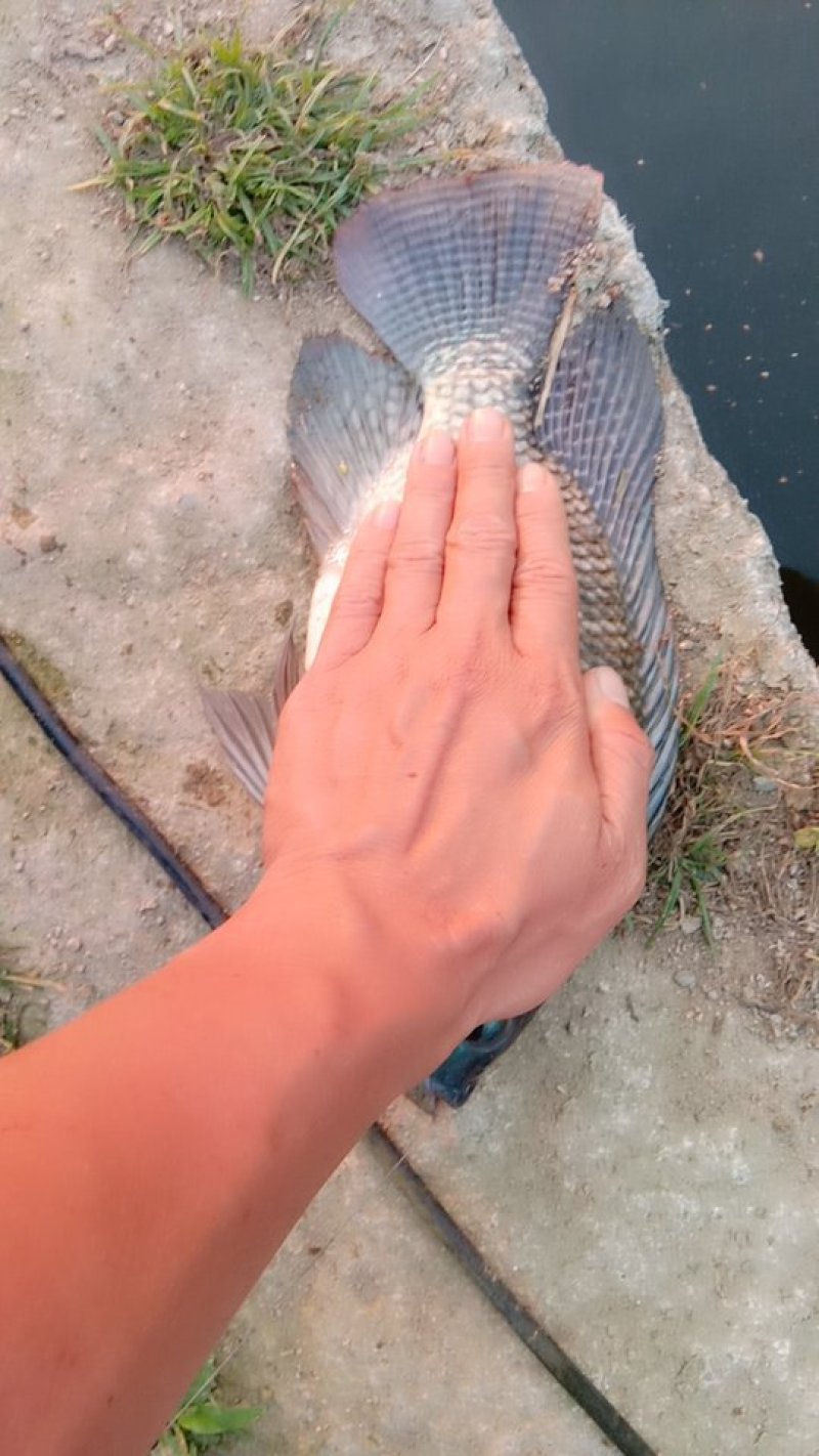 海南罗飞，流动水养殖，肉质鲜美，鲜甜，大量出售，不臭泥味