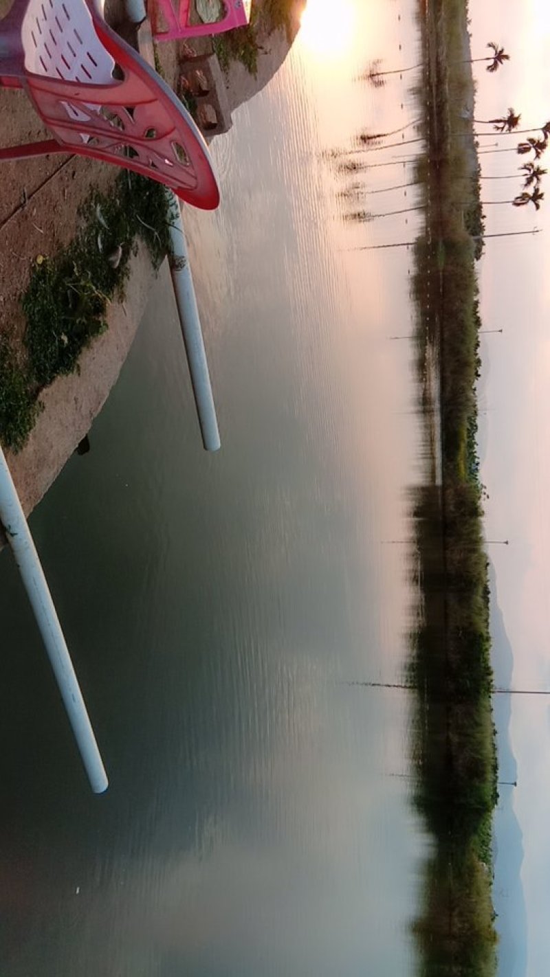 海南罗飞，流动水养殖，肉质鲜美，鲜甜，大量出售，不臭泥味