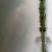 海南罗飞，流动水养殖，肉质鲜美，鲜甜，大量出售，不臭泥味