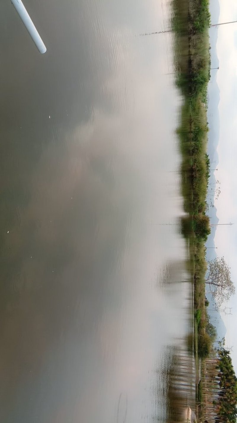 海南罗飞，流动水养殖，肉质鲜美，鲜甜，大量出售，不臭泥味