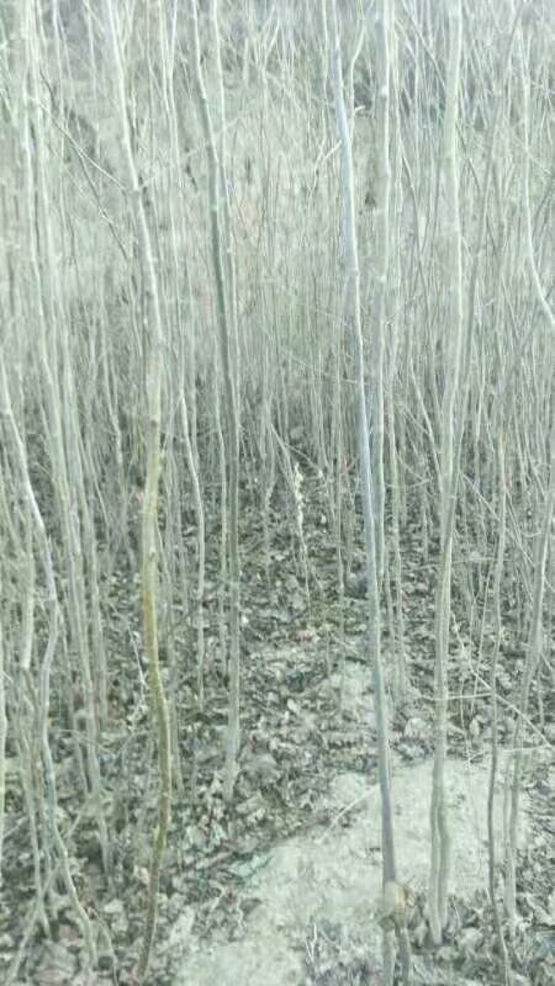杜仲