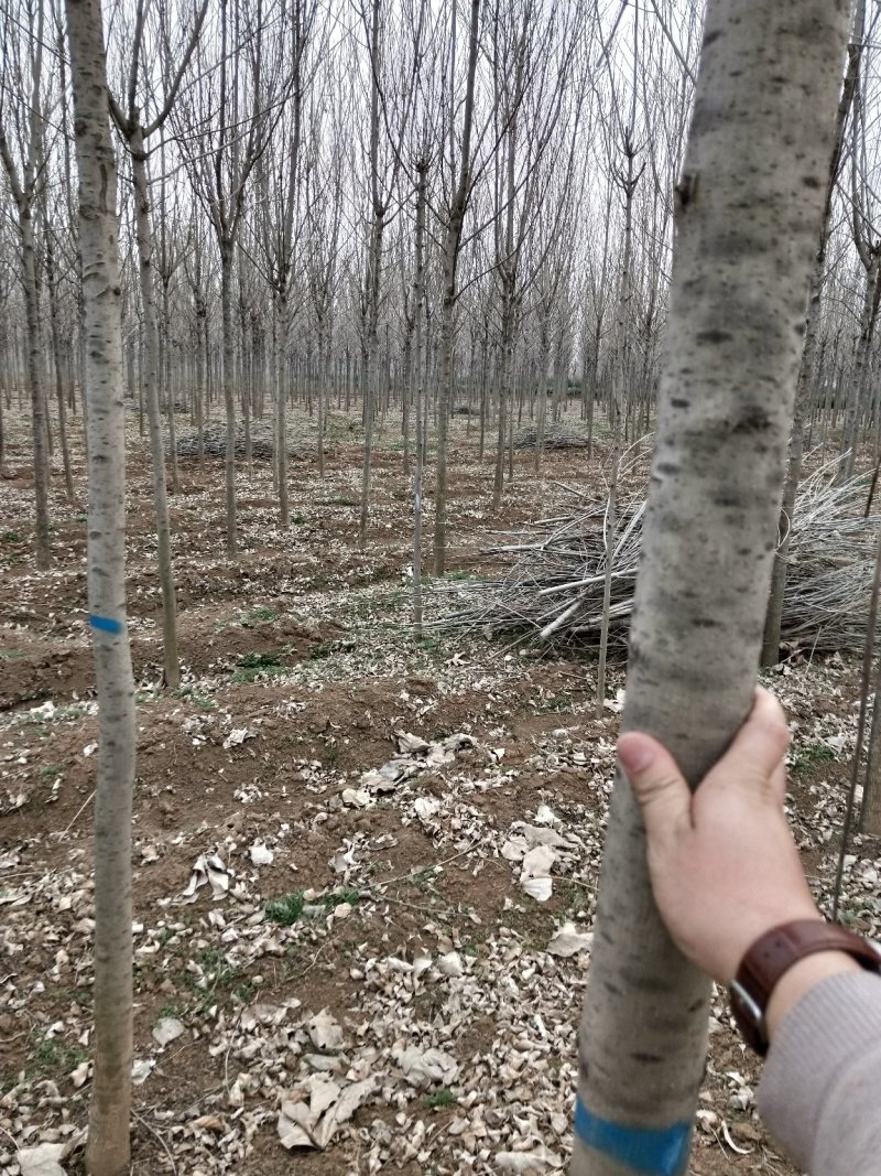 白蜡树