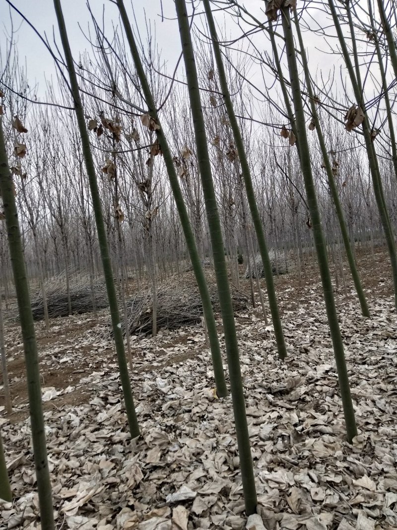 白蜡树