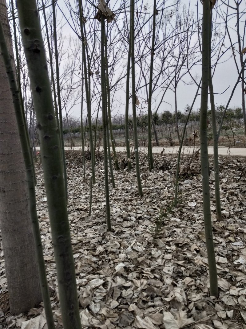 白蜡树