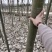 白蜡树