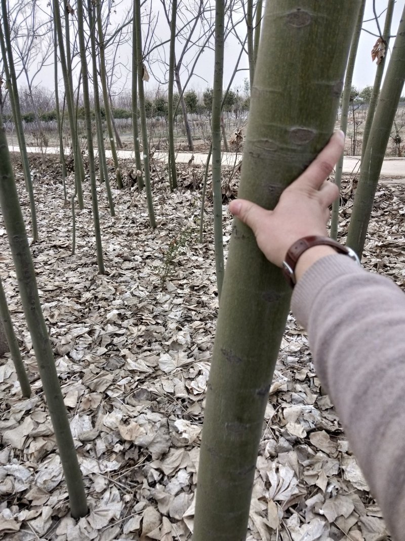 白蜡树