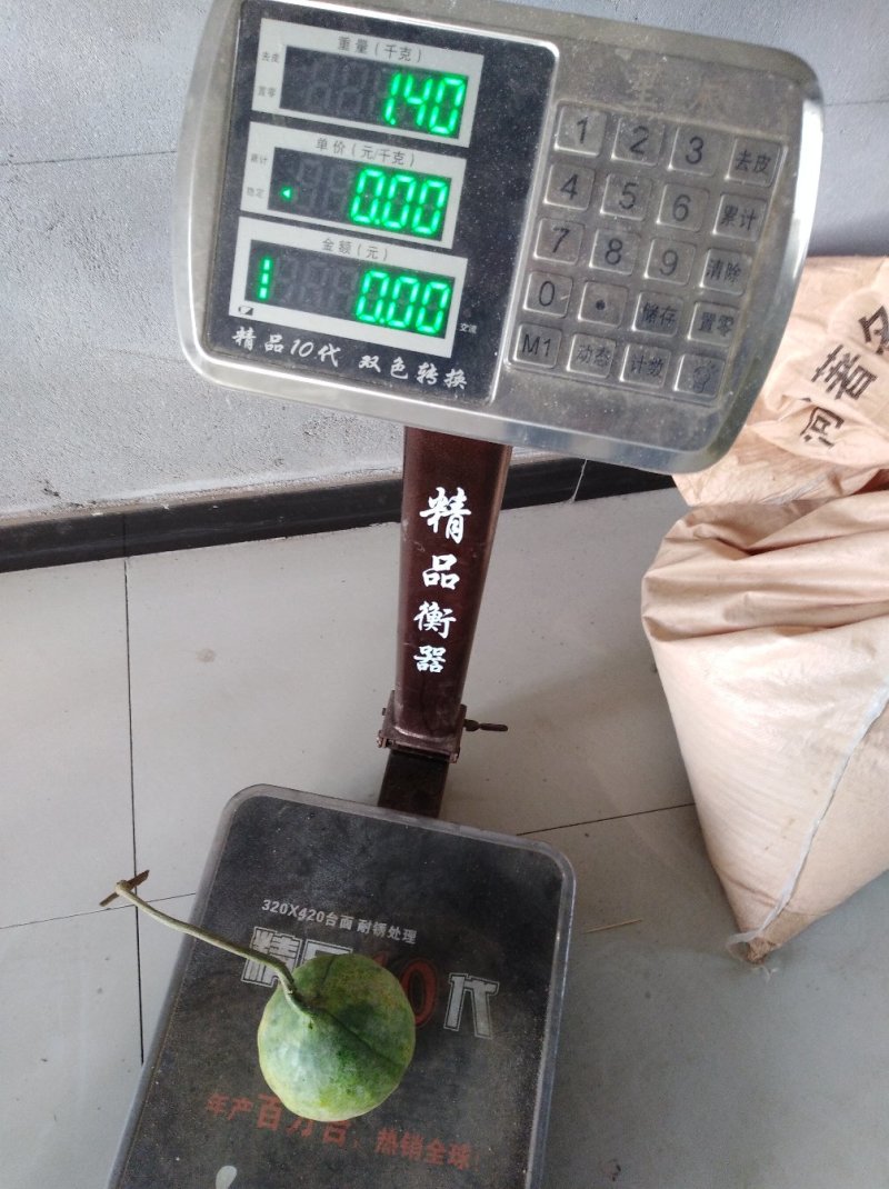 瓜蒌苗