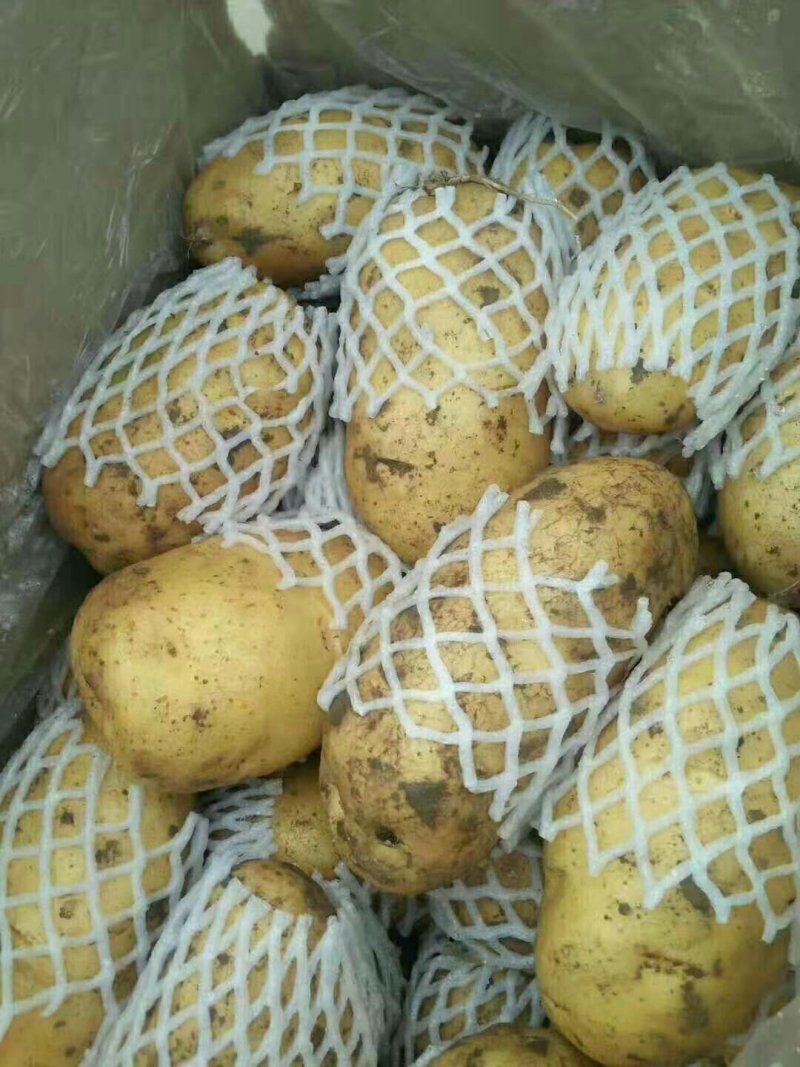 荷兰十五土豆包质包量，货源充足全国发货，一手货源