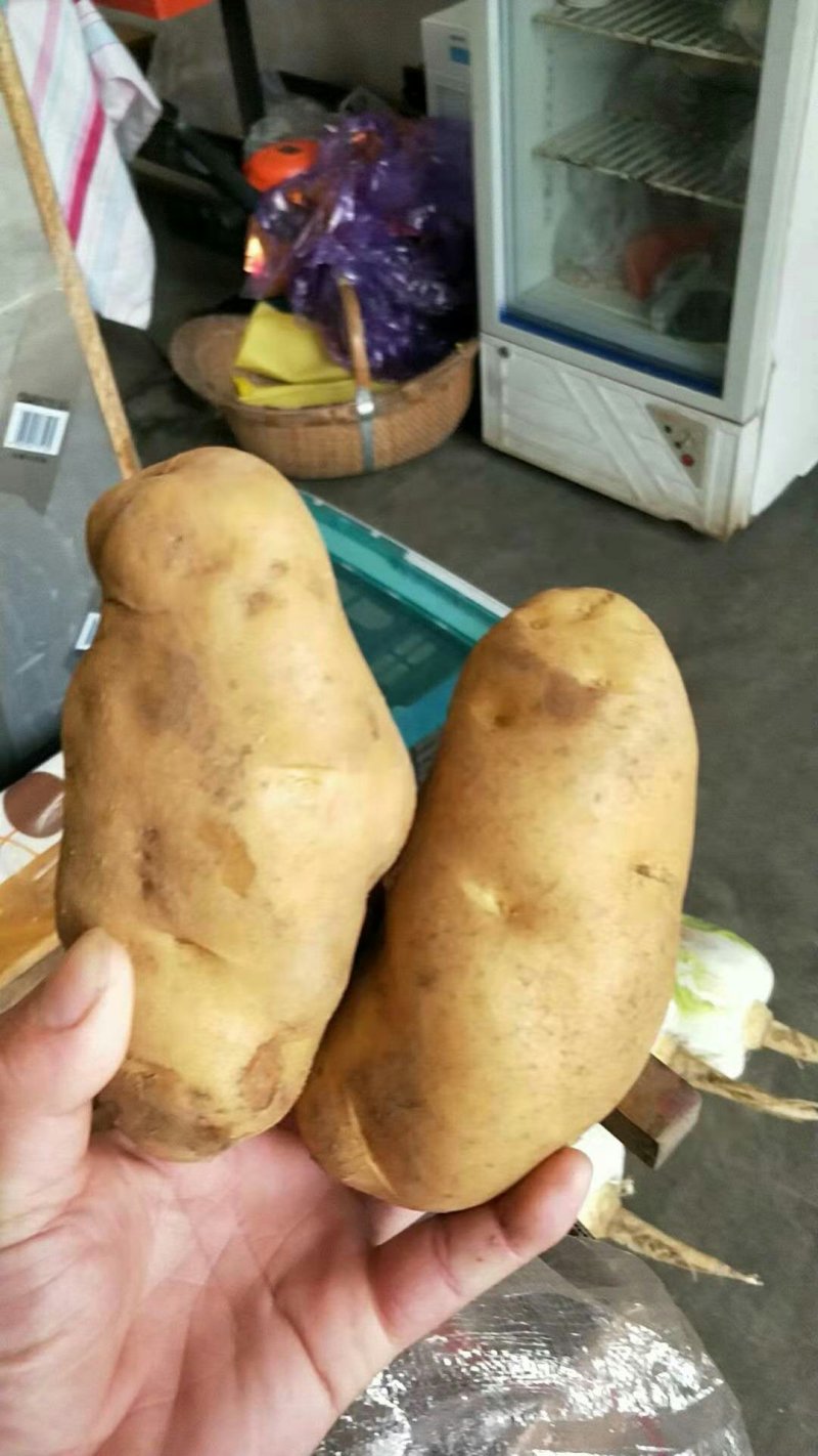 荷兰十五土豆包质包量，货源充足全国发货，一手货源